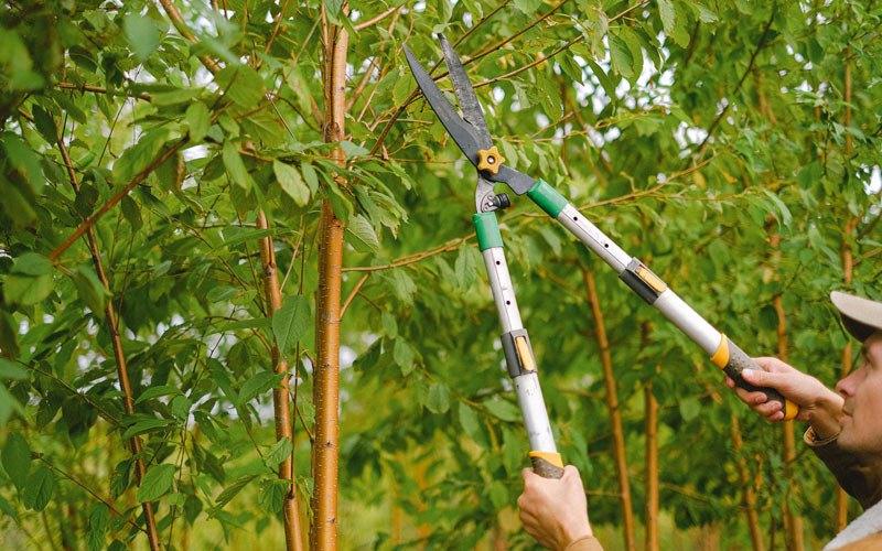 Tree trimming in Stromsburg, NE